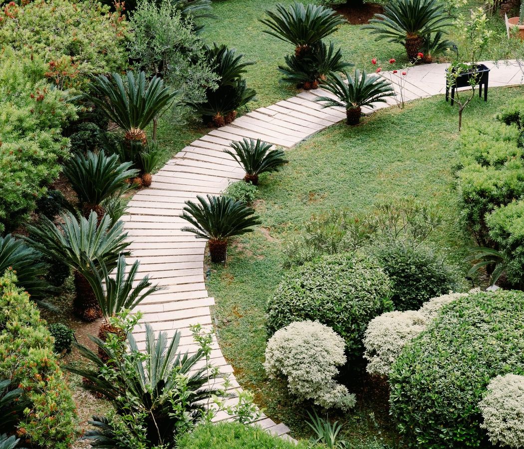 The finished garden: a pale curved path between palms and clipped shrubs