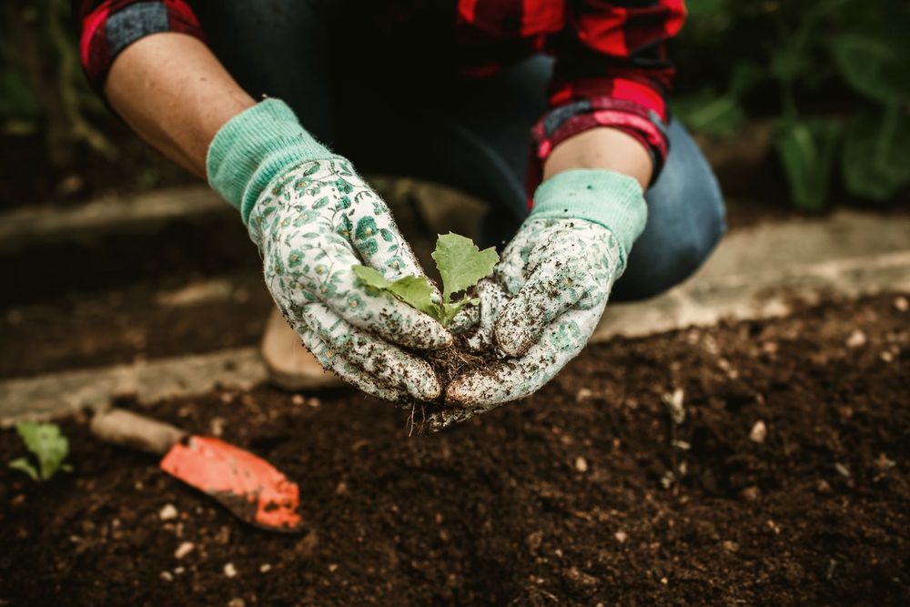 Gloved hands setting a seedling into dark soil