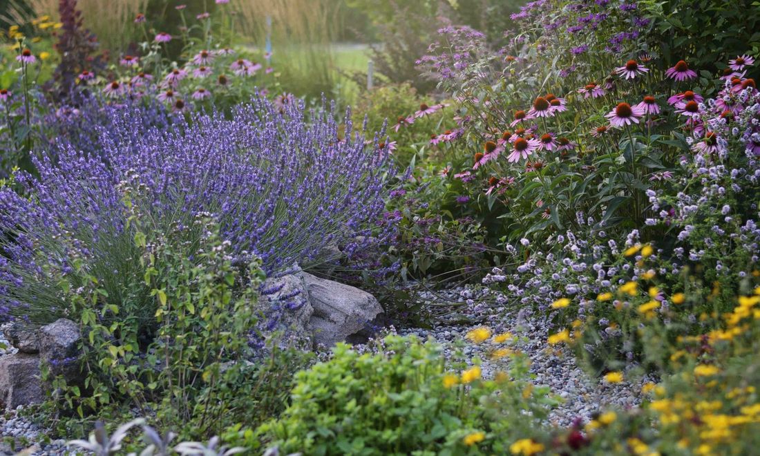 Lavender and coneflowers in a summer border