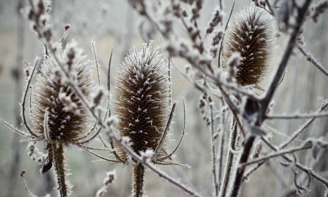 Frosted teasel seed heads in winter