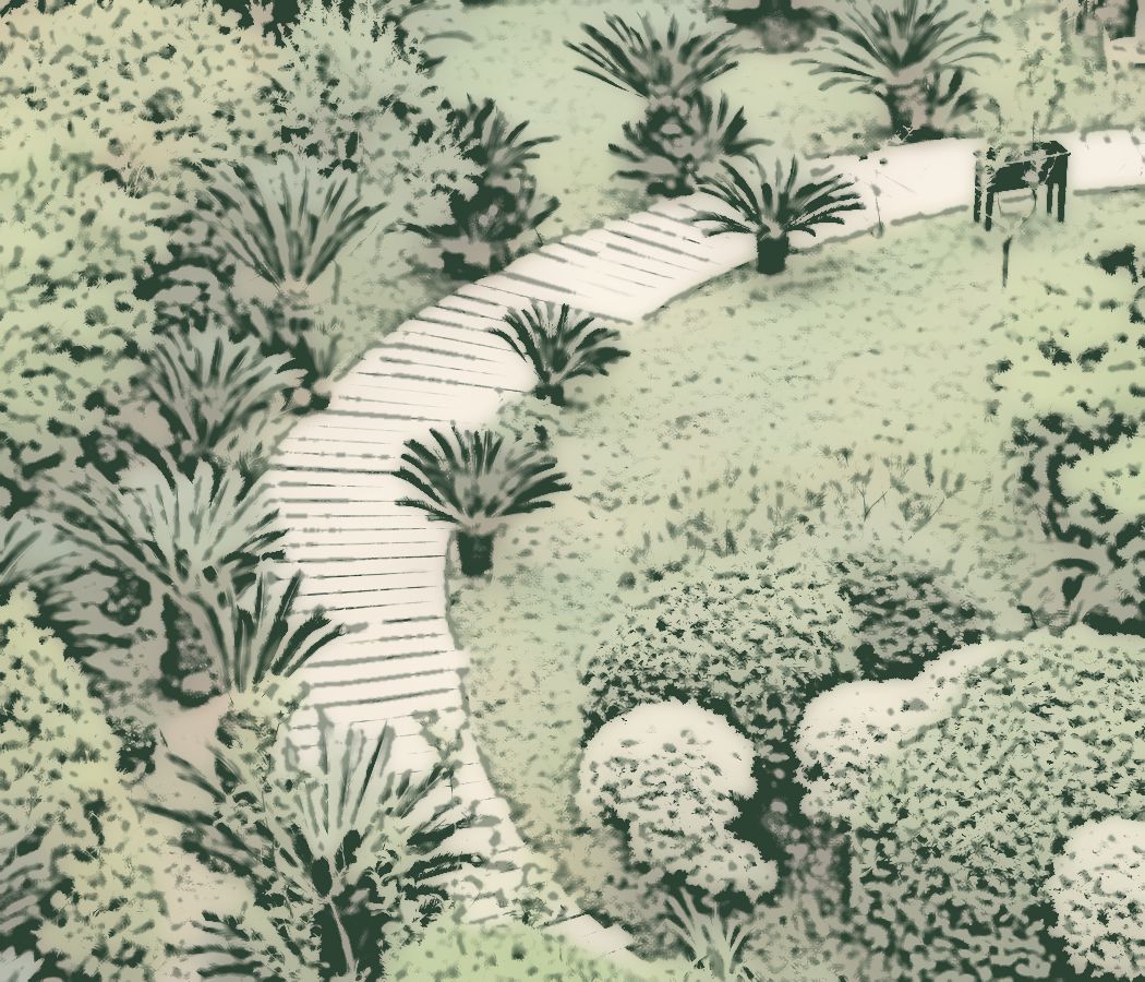 Hand drawn plan view of a curved path through clipped shrubs