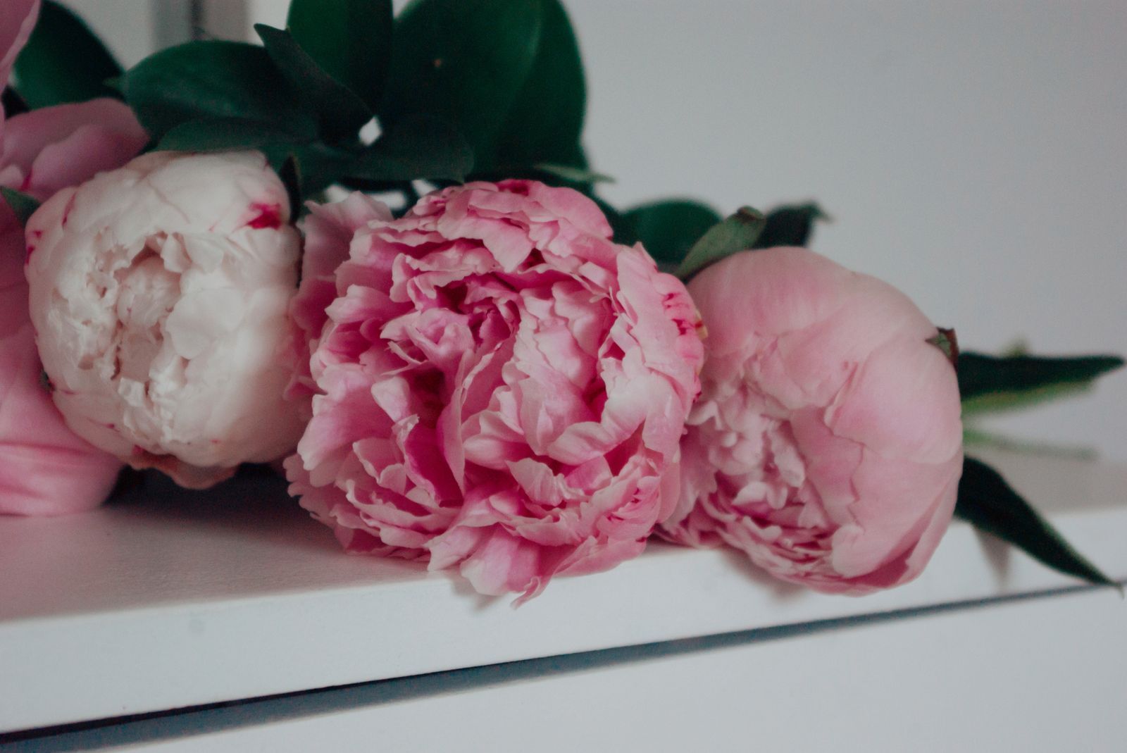 Pink peonies on a white shelf