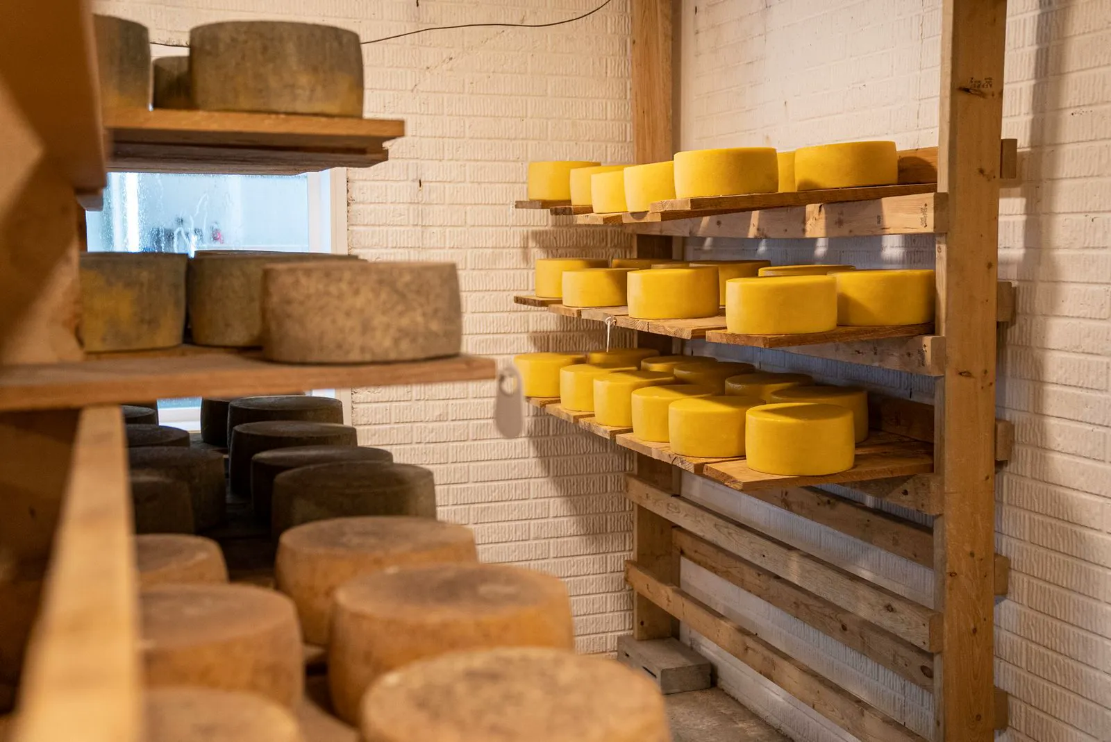 Wheels of cheese aging on wooden shelves against a white brick wall