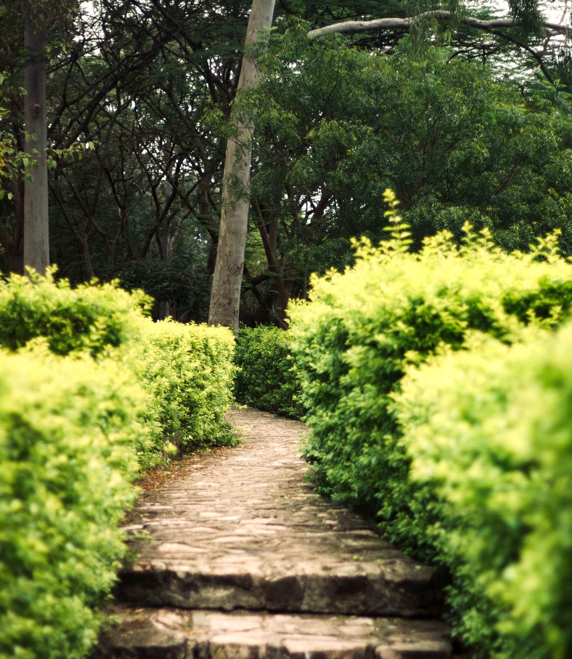 The same path as built: old stone between bright clipped hedges