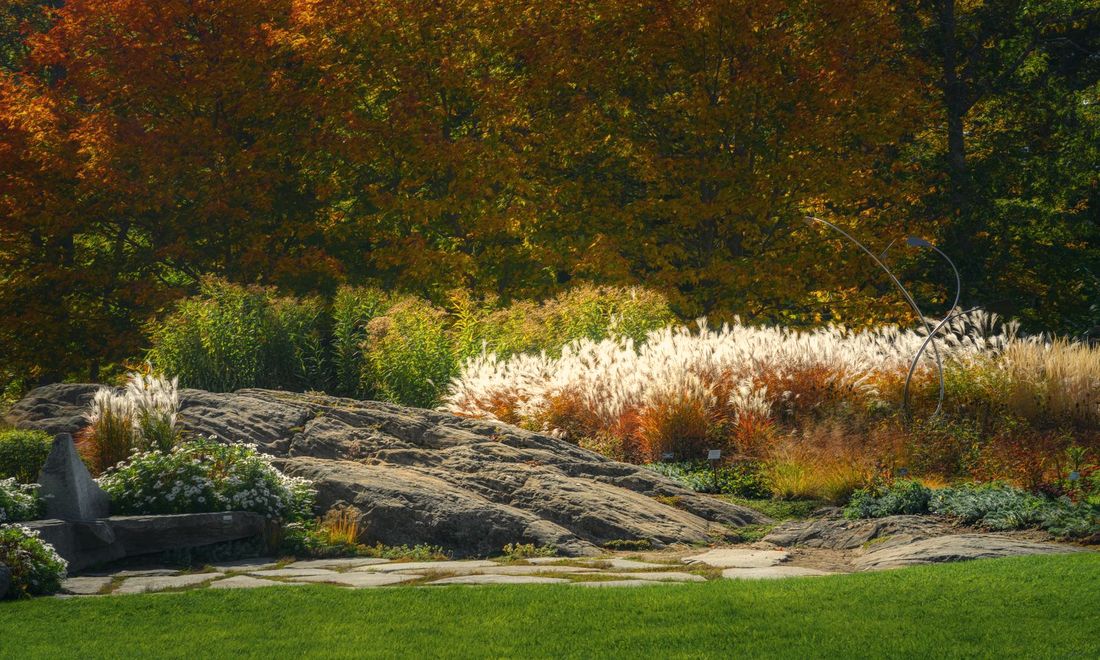 Ornamental grasses glowing under autumn trees