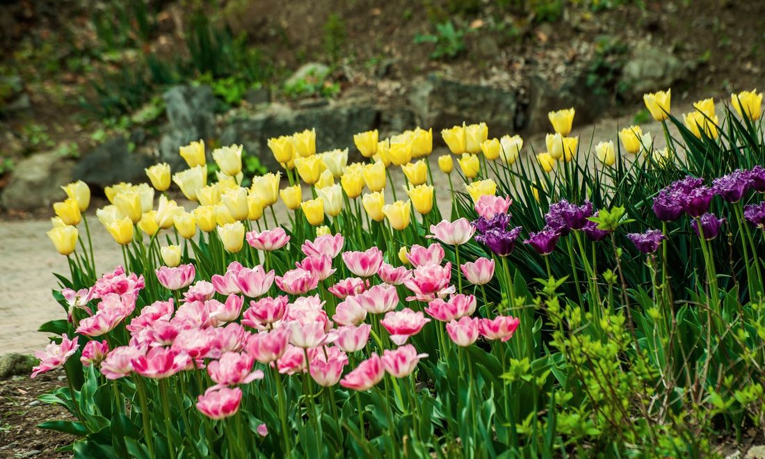 Pink and yellow tulips in a spring border